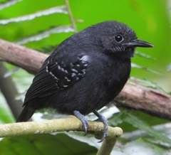 Slaty Antwren photo 3