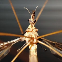 Tipula repanda