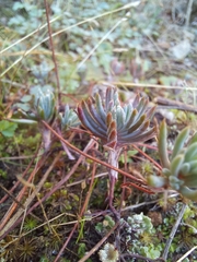 Petrosedum pruinatum