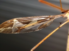 Tipula repanda