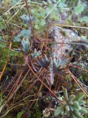 Petrosedum pruinatum