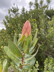 Protea × hybrida