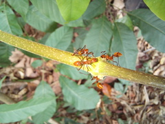 Megalomyrmex leoninus