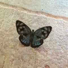 Dynamine postverta postverta