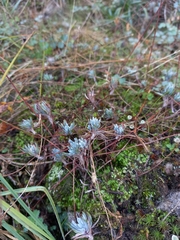 Petrosedum pruinatum