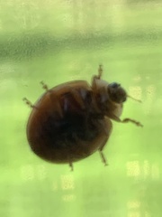 Epilachna varivestis