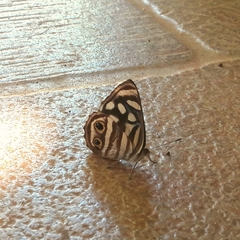 Dynamine postverta postverta