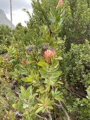 Protea × hybrida