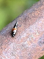 Tachyporus hypnorum