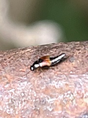 Tachyporus hypnorum