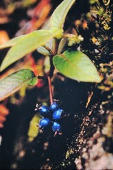 Coccocypselum herbaceum