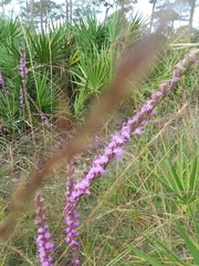 Liatris quadriflora