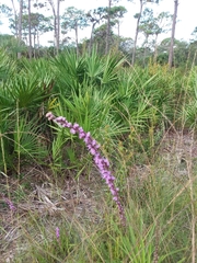 Liatris quadriflora