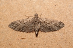 Eupithecia oxycedrata