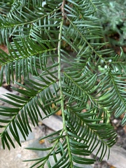 Taxus floridana