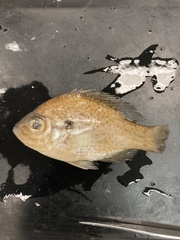 Lepomis gibbosus