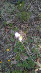 Nuttallanthus texanus