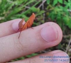 Photiomantis