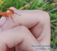 Photiomantis