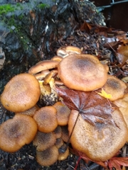 Armillaria