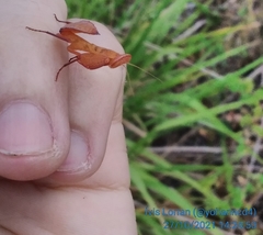 Photiomantis