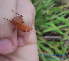 Photiomantis