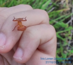 Photiomantis