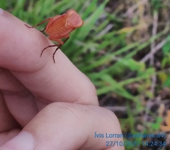 Photiomantis