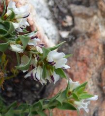 Amphithalea micrantha