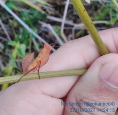 Photiomantis