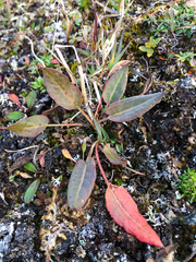 Rumex lapponicus