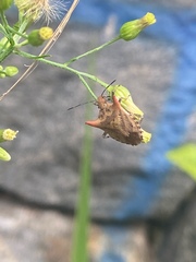 Euschistus cornutus