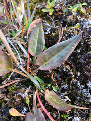 Rumex lapponicus
