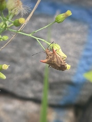 Euschistus cornutus