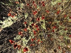 Cistus lasianthus alyssoides