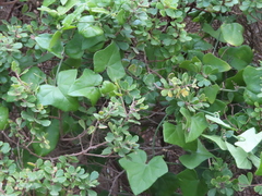 Kedrostis nana