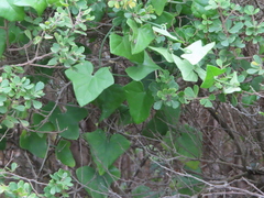 Kedrostis nana