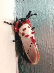 Trosia nigropunctigera