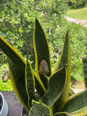 Osteopilus septentrionalis