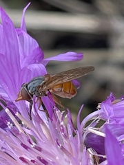 Rhingia rostrata