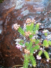 Erica strigosa