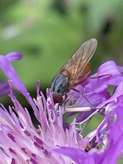 Rhingia rostrata