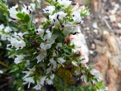 Amphithalea micrantha