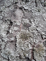 Phaeophyscia orbicularis