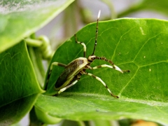 Holhymenia histrio