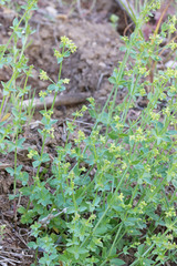 Galium multiflorum