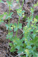 Galium multiflorum