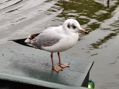 Chroicocephalus ridibundus