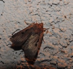 Parabagrotis insularis