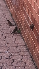 Passer domesticus